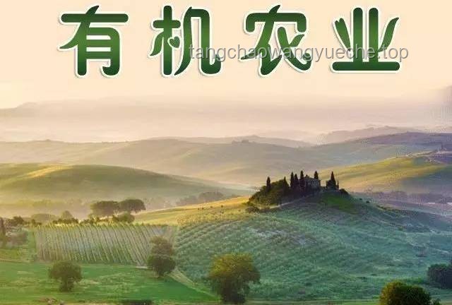 农村生活的治愈力量：新时代的田园牧歌与行业机遇
